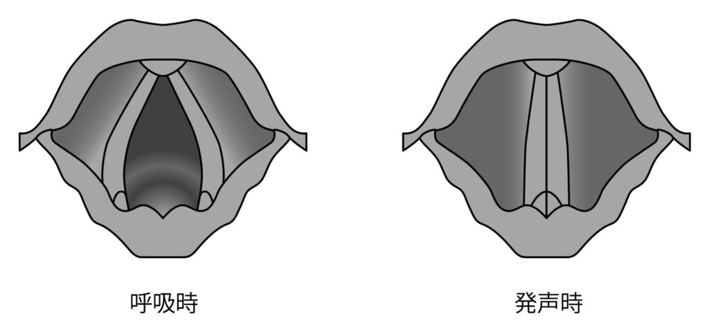 声帯の図